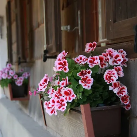 Фермерский дом Gorjup Eco Farm